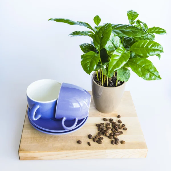 Tazas de café azul, árbol de café y granos de café fritos — Foto de Stock