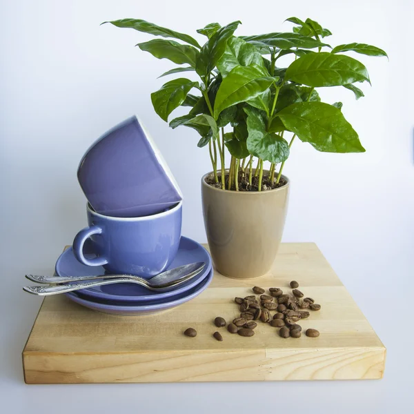 Tazas de café azul, árbol de café y granos de café fritos — Foto de Stock