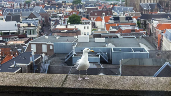 Haarlem, Nizozemsko, na 11 července 2014. pohled na město z průzkumu terasy — Stock fotografie