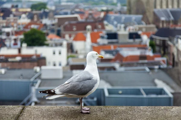 Haarlem, Nizozemsko, na 11 července 2014. pohled na město z průzkumu terasy — Stock fotografie