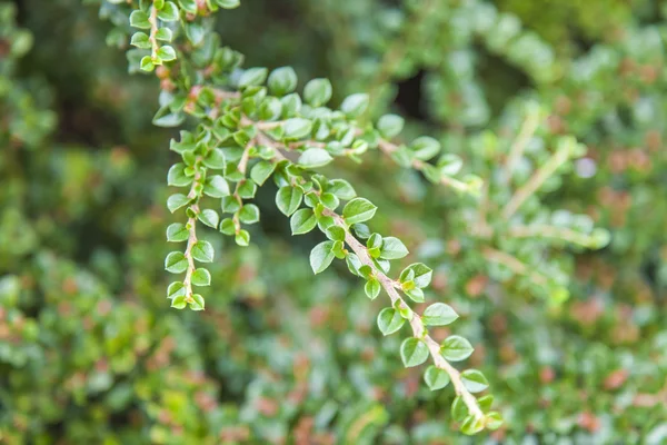 Arbusto ornamental en el parque — Foto de Stock