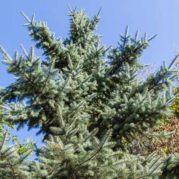 Grand sapin dans le bois contre le ciel — Photo