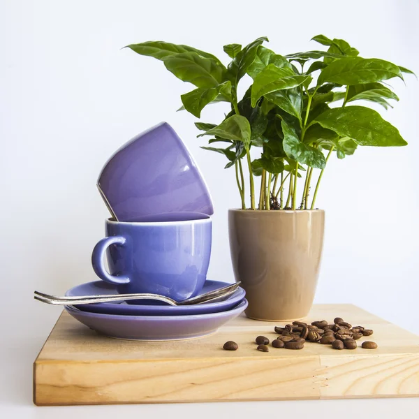 Tazze di caffè blu, albero del caffè e chicchi di caffè fritto — Foto Stock