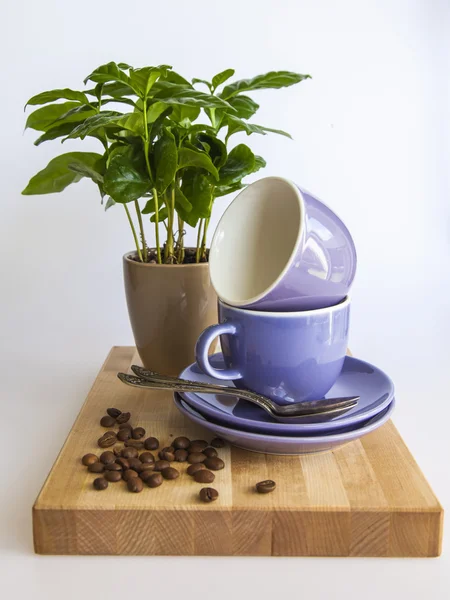Tasses à café bleu, arbre à café et grains de café frits — Photo