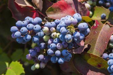 yabani üzümler olgunlaşma, küme