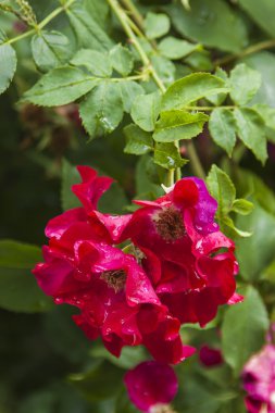 Parlak büyük çiçekli süs bitki