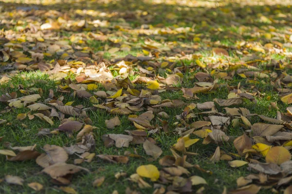Herbstlaub auf einer Wiese im Park — Stockfoto