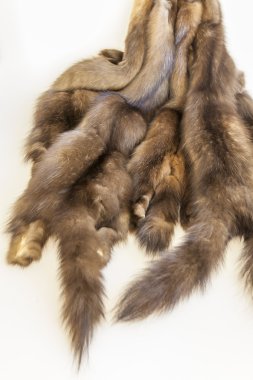 Bir ürünü terzilik için hazırlanan bir samur derileri