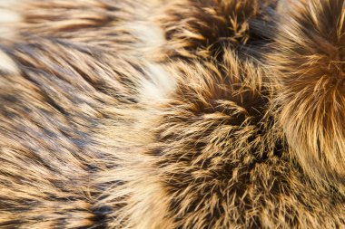 Bir tilki kürk ürün