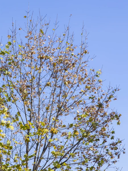 Árbol con hojas caídas en el parque de otoño — Foto de Stock