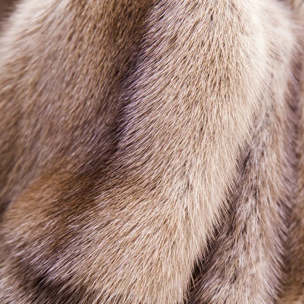 Texture of fur of a mink of color pastel — Stock Photo, Image