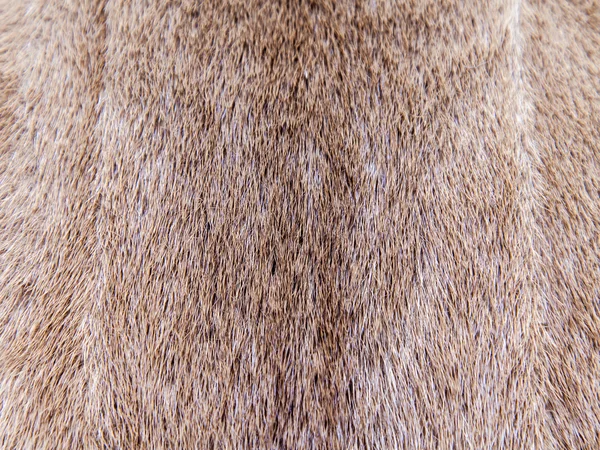 纹理的颜色柔和的水貂的毛皮 — 图库照片