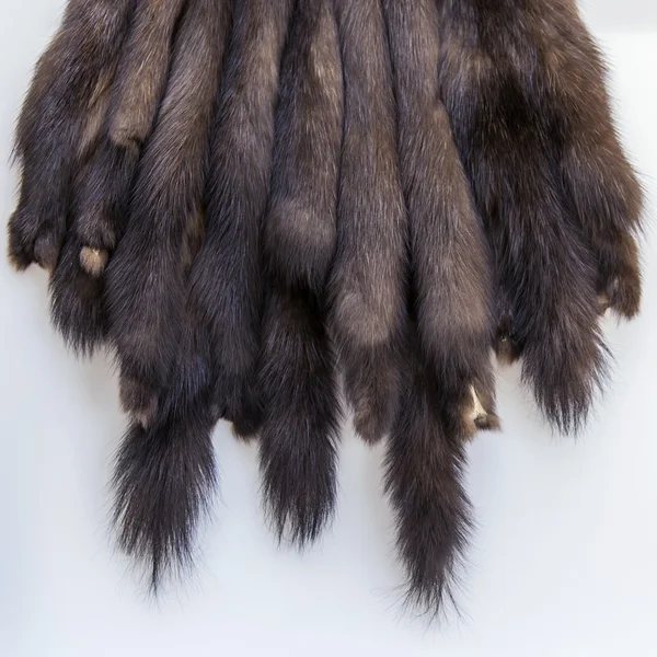 The skins of a sable prepared for tailoring of a product — Stock Photo, Image