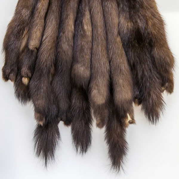 The skins of a sable prepared for tailoring of a product — Stock Photo, Image