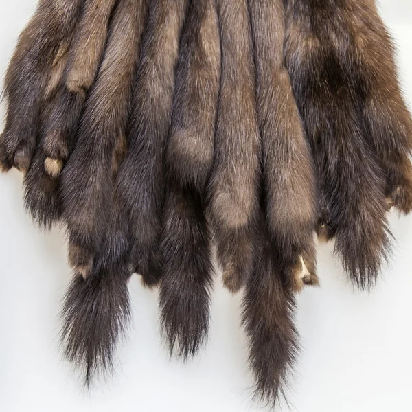 Russian sable Stock Photos, Royalty Free Russian sable Images | Depositphotos Russian sable Stock Photos, Royalty Free Russian sable Images | Depositphotos