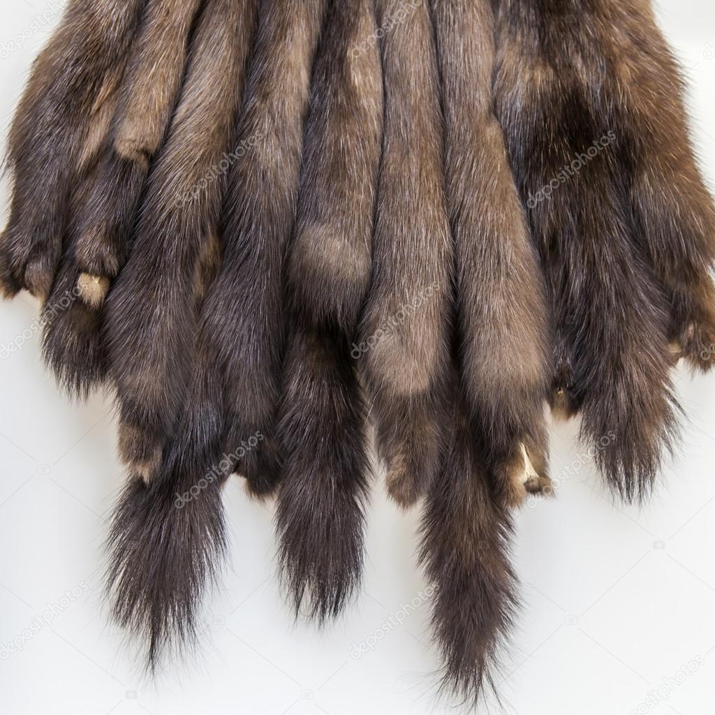 The skins of a sable prepared for tailoring of a product