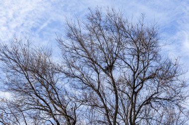 Ağaç uçakla yaprakları sonbaharda gökyüzü ile