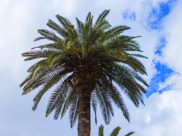 Ramas de palmeras contra el cielo — Foto de Stock