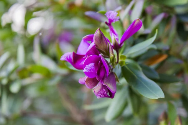 Heester met heldere decoratieve bloemen — Stockfoto