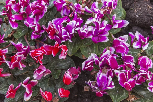 Strauch mit hellen dekorativen Blüten — Stockfoto