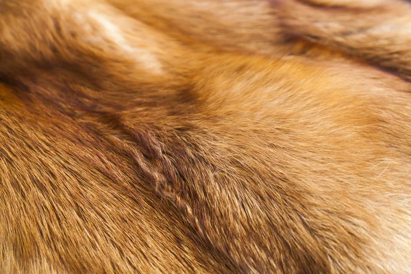 Texture of fur of a red fox — Stock Photo, Image