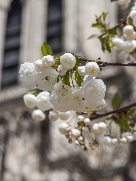 Gren i trädet blommande våren — Stockfoto