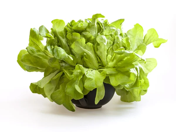 Bunch of fresh green sheet salad — Stock Photo, Image