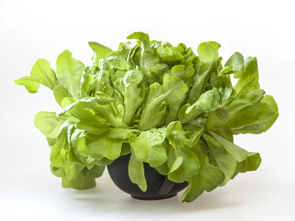 新鮮なグリーン シート サラダの束 — ストック写真