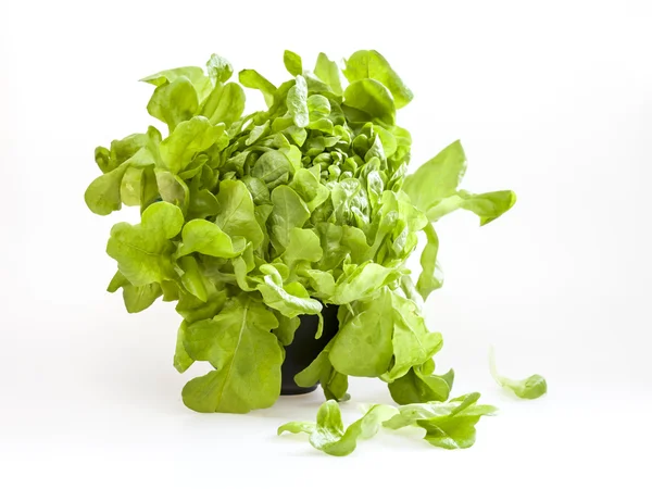 Salade de feuilles vertes fraîches — Photo