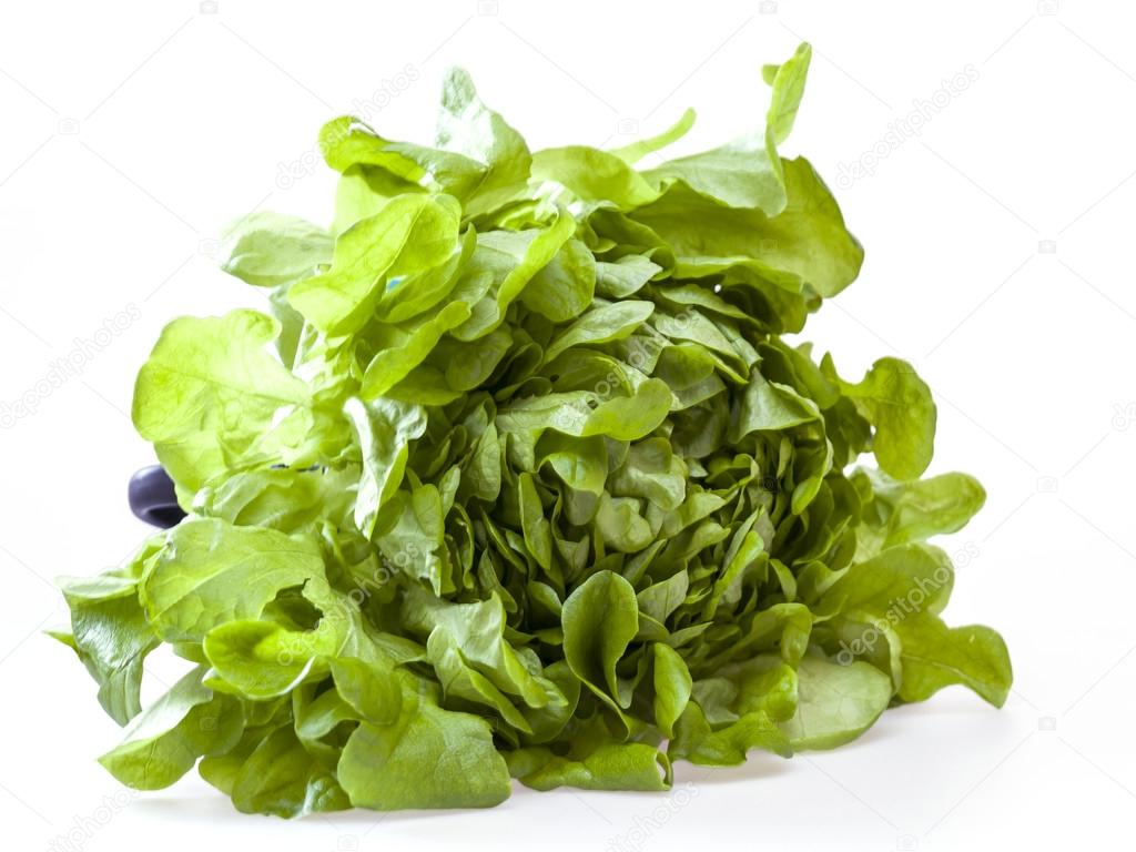 Bunch of fresh green sheet salad