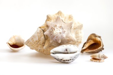 Deniz cockleshells çeşitli formunun