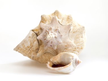 Deniz cockleshells çeşitli formunun