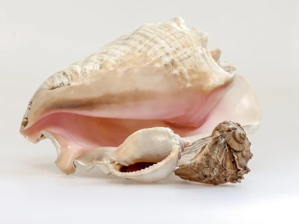 Sea cockleshells av olika form — Stockfoto