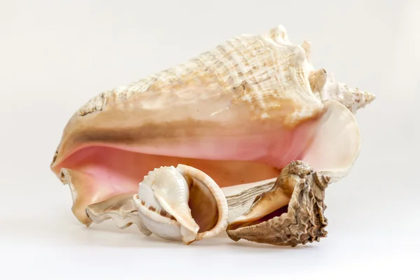 Sea cockleshells av olika form — Stockfoto