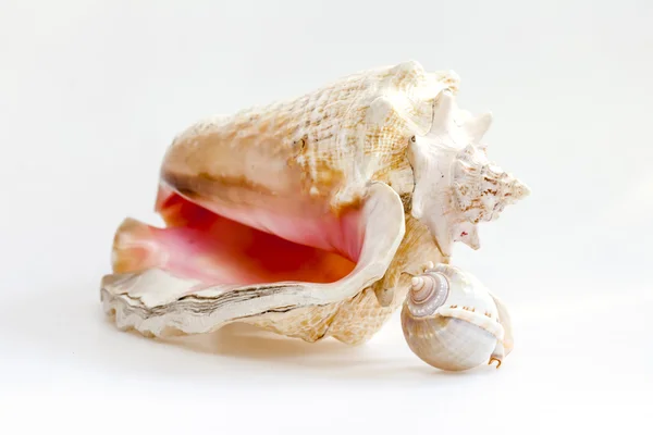 Sea cockleshells av olika form — Stockfoto