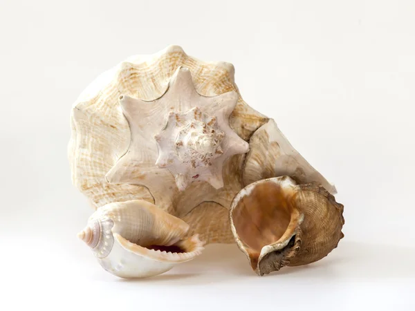 Sea cockleshells av olika form — Stockfoto