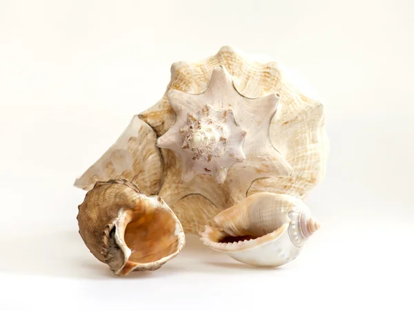 Sea cockleshells av olika form — Stockfoto