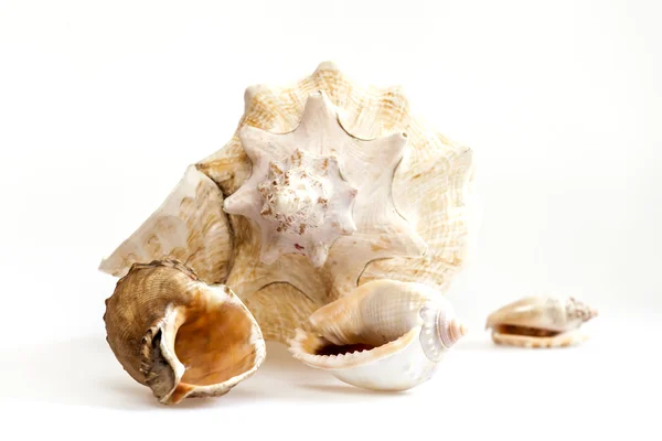 Sea cockleshells av olika form — Stockfoto