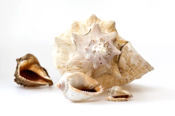 Sea cockleshells av olika form — Stockfoto