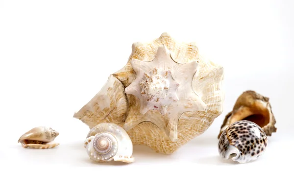 Sea cockleshells av olika form — Stockfoto