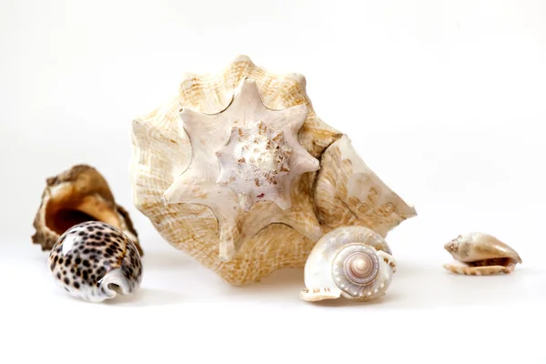 Sea cockleshells av olika form — Stockfoto