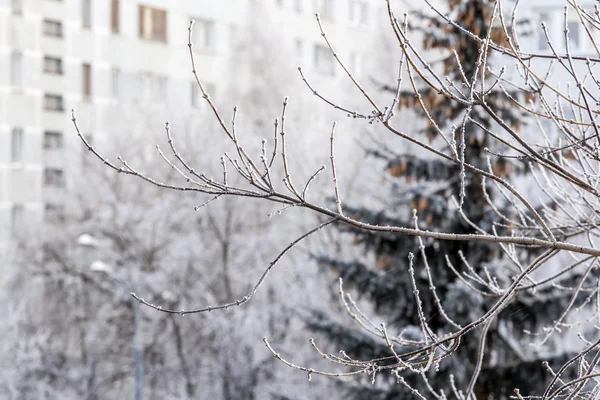 查看从冬季的城市和树木被雪覆盖着的窗户 — 图库照片