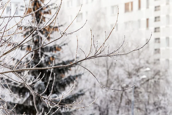 查看从冬季的城市和树木被雪覆盖着的窗户 — 图库照片