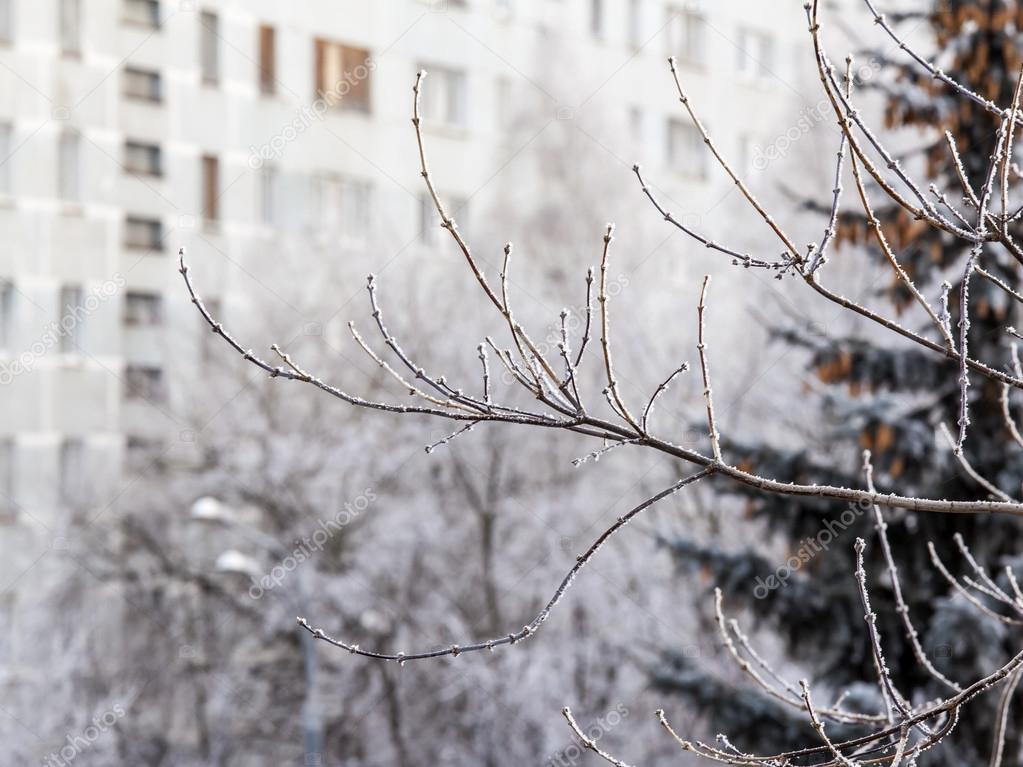 View from the window on the winter city and trees covered with snow