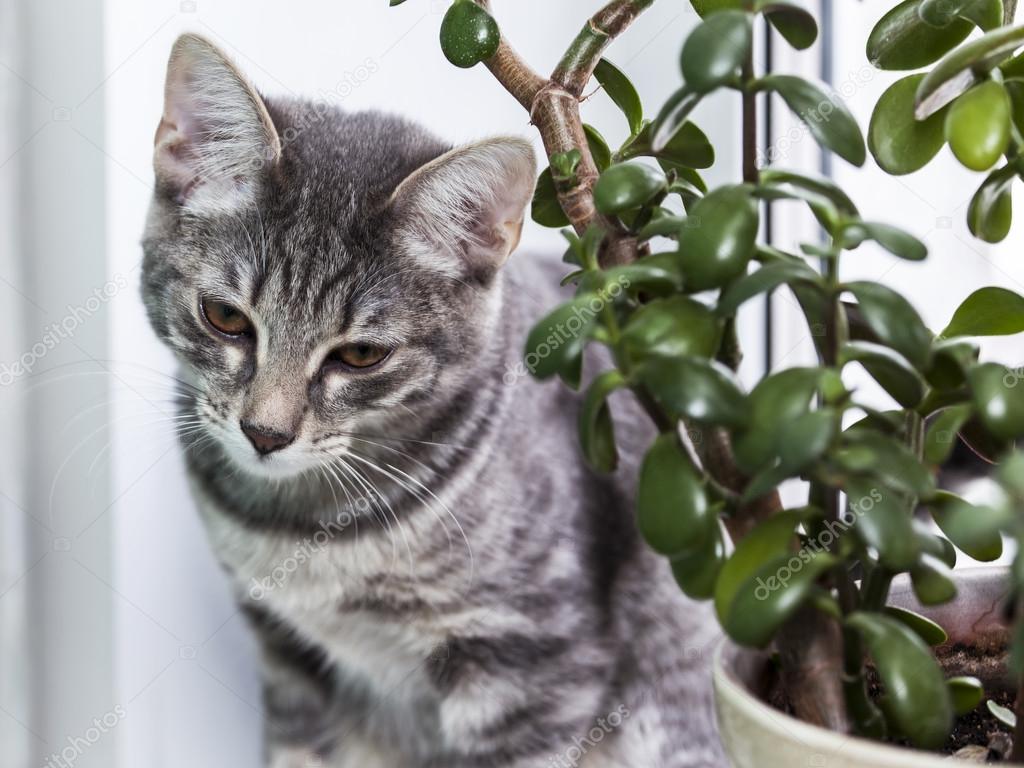 The gray kitten hid among house plants