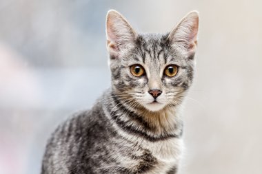 Gri kedi yavrusu