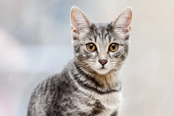 El gatito gris — Foto de Stock