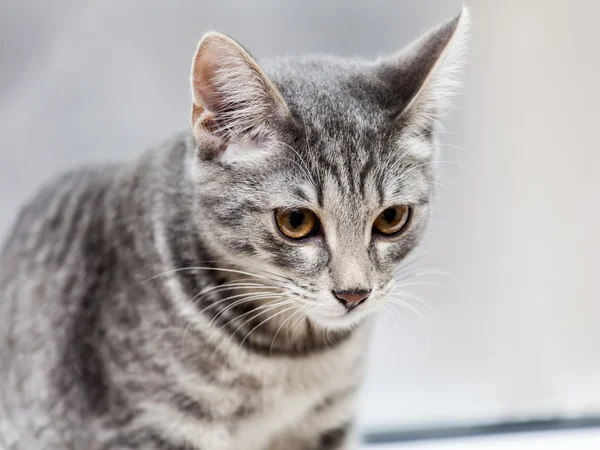 Het grijze kitten — Stockfoto