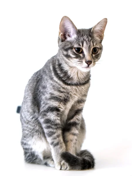 Gray kitten — Stock Photo, Image