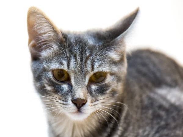 Grijze kitten — Stockfoto